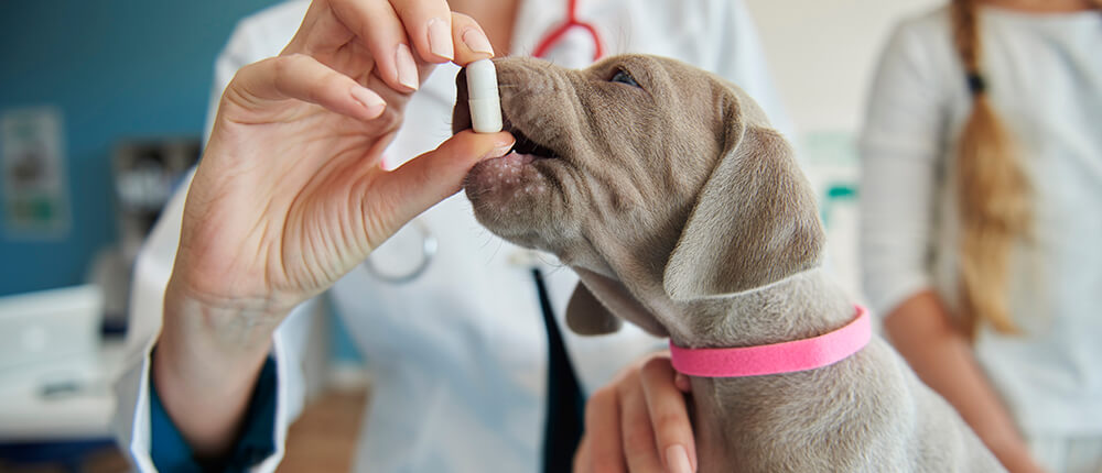 Medicamento veterinario en Rubí
